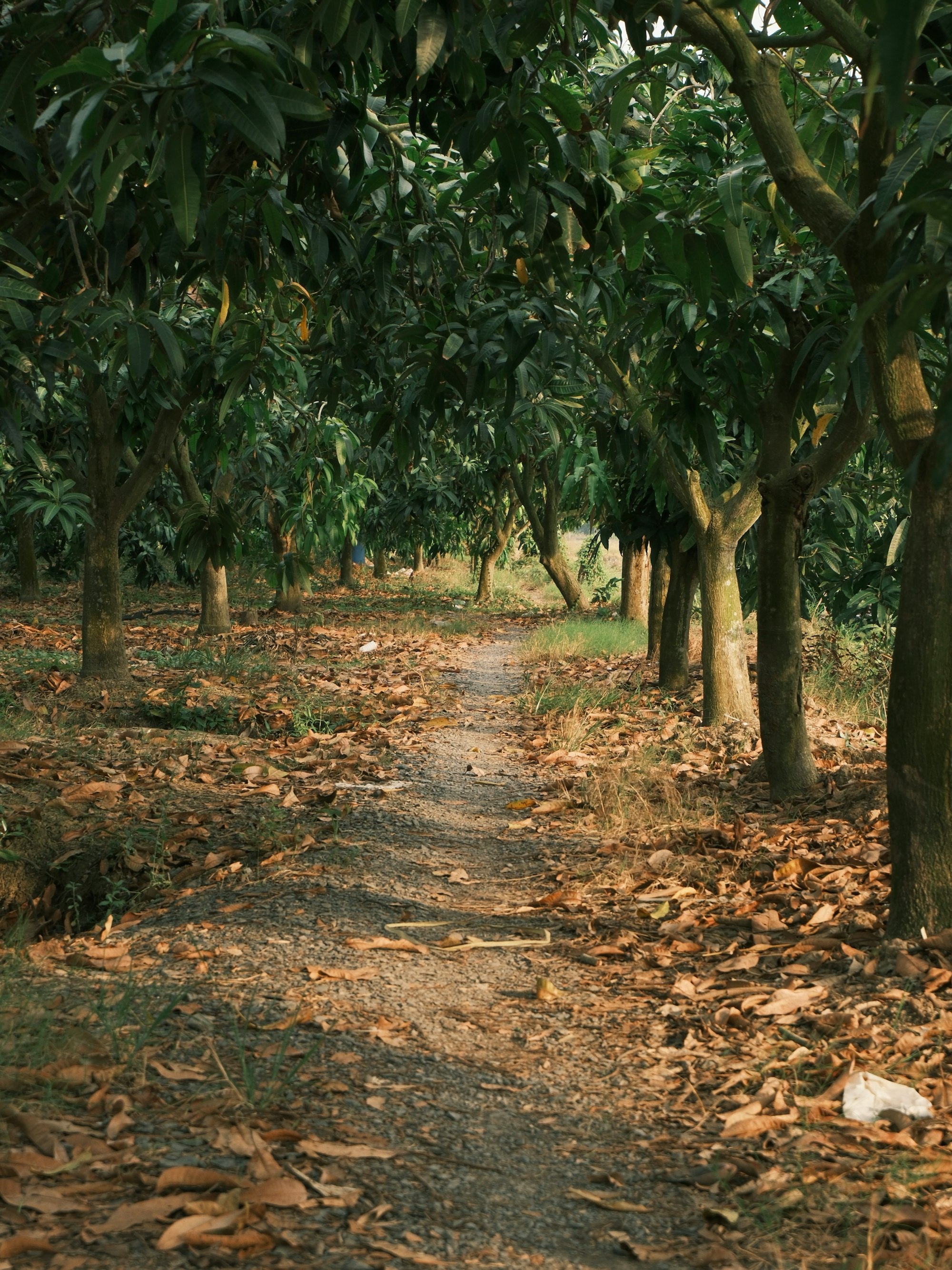 A path winding through a mango orchard